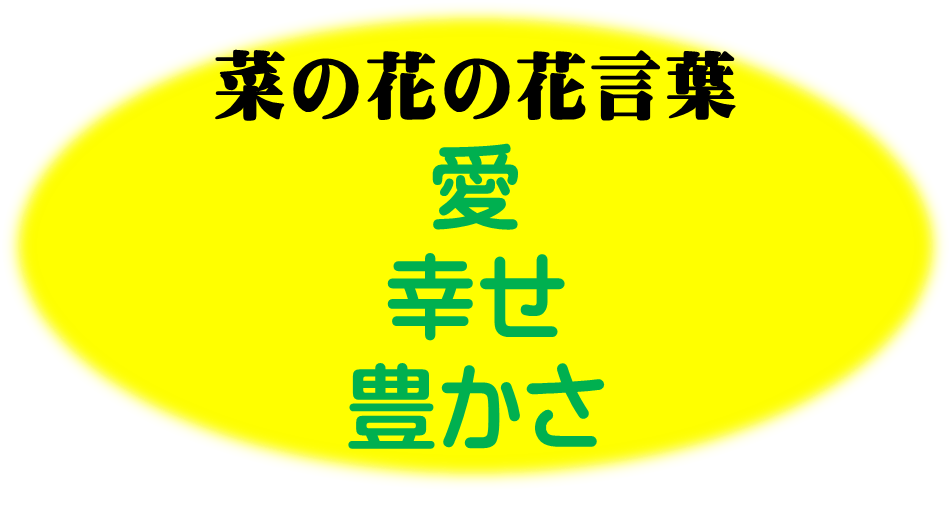 ご挨拶 菜の花